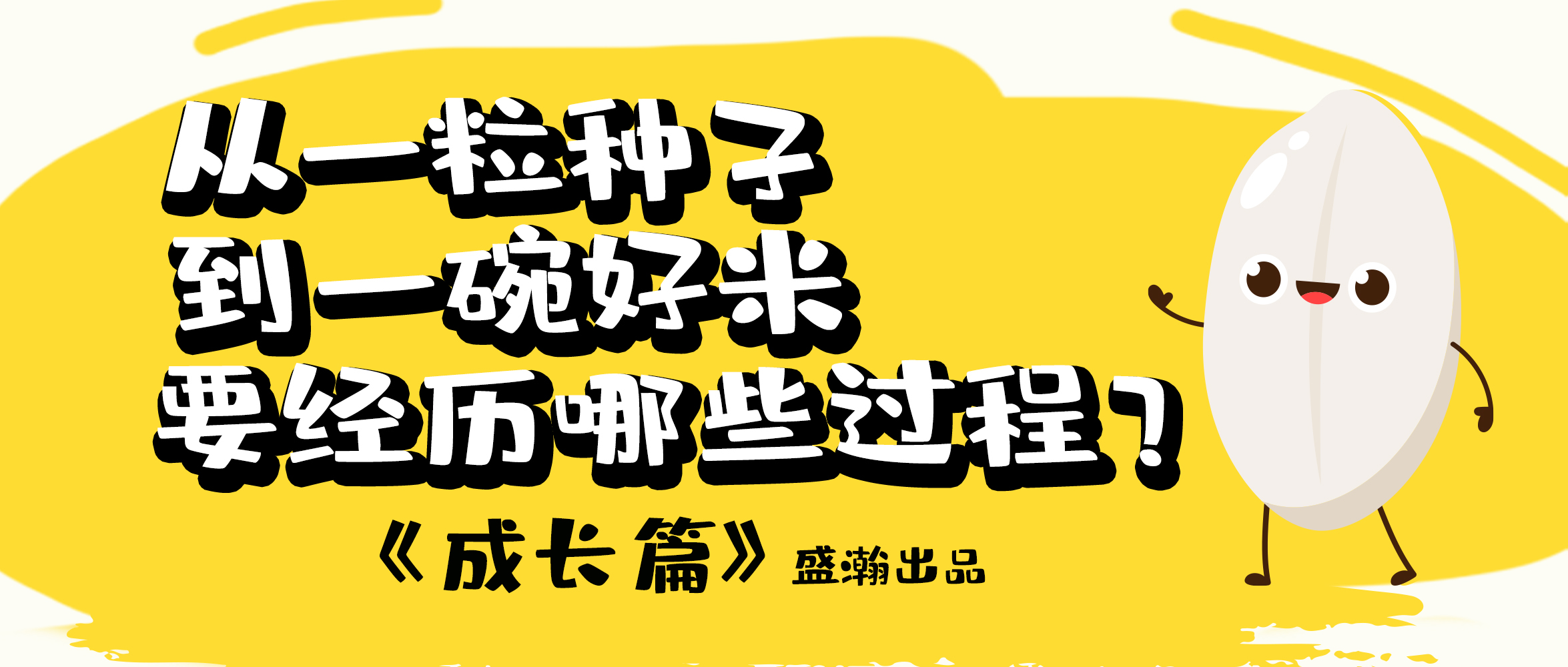 大米的一生-成長篇 | 從一粒種子到一碗好米要經(jīng)歷哪些過程？